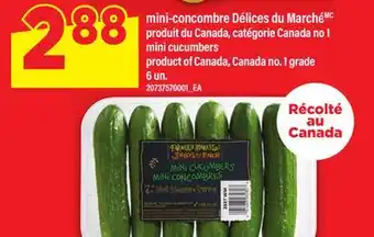 Maxi MINI-CONCOMBRE DÉLICES DU MARCHÉ | MINI CUCUMBERS, 6 un offer