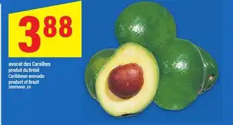 Maxi AVOCAT DES CARAÏBES | CARIBBEAN AVOCADO offer