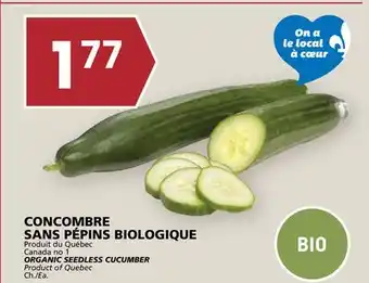 Rachelle-Bery Grocery ORGANIC SEEDLESS CUCUMBER offer