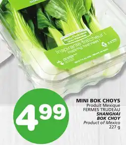 Marches Tradition SHANGHAI BOK CHOY offer