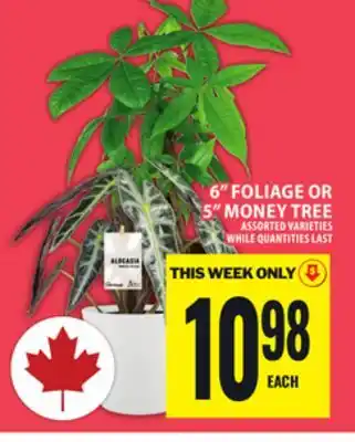 Food Basics 6 FOLIAGE OR 5 MONEY TREE offer