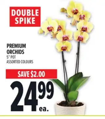 Metro PREMIUM ORCHIDS offer