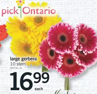 Fortinos LARGE GERBERA offer