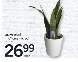 Fortinos SNAKE PLANT IN 6 CERAMIC POT offer