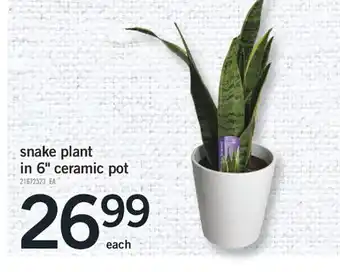 Fortinos SNAKE PLANT IN 6 CERAMIC POT offer