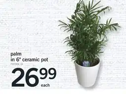 Fortinos PALM IN 6 CERAMIC POT offer