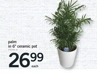 Fortinos PALM IN 6 CERAMIC POT offer