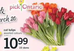 Fortinos CUT TULIPS, 10 STEMS offer