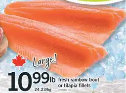 Fortinos FRESH RAINBOW TROUT OR TILAPIA FILLETS offer