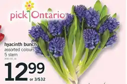 Fortinos HYACINTH BUNCH, 5 STEM offer