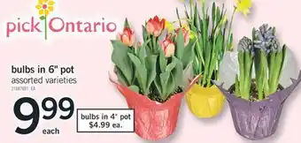 Fortinos BULBS IN 6 POT offer