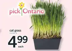 Fortinos CAT GRASS offer