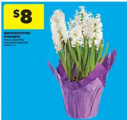 Real Canadian Superstore INDOOR POTTED HYACINTH, 6 INCH offer