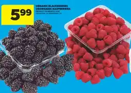 Real Canadian Superstore ORGANIC BLACKBERRIES OR ORGANIC RASPBERRIES, 6 OZ offer