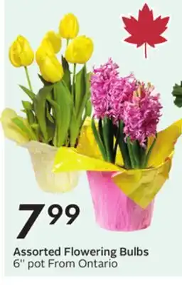 Sobeys Assorted Flowering Bulbs offer