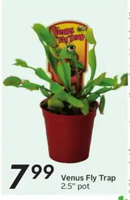 Sobeys Venus Fly Trap offer