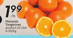 Sobeys Minneola Tangerines - Citrus Fest offer