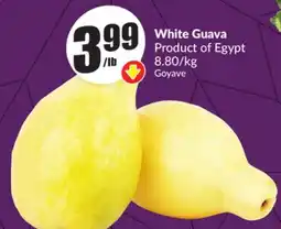 FreshCo White Guava Product of Egypt 8.80/kg offer