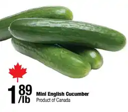 Arz Fine Foods Mini English Cucumber offer