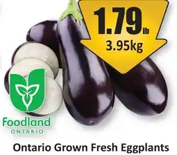 Starsky Ontario Grown Fresh Eggplants offer