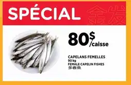 Kim Phat FEMALE CAPELIN FISHES offer