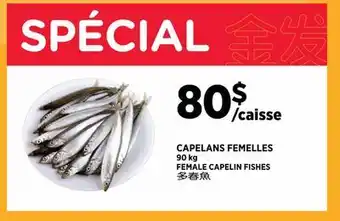 Kim Phat FEMALE CAPELIN FISHES offer