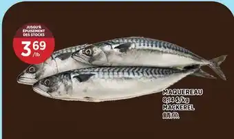 Kim Phat MACKEREL offer