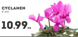 IGA Cyclamen offer