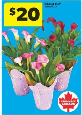 Real Canadian Superstore CALLA LILY offer