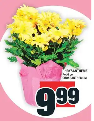 Super C CHRYSANTHÈME | CHRYSANTHEMUM offer