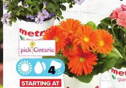 Metro BLOOMING ANNUAL PLANTS offer