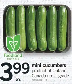 Fortinos MINI CUCUMBERS, 6'S offer