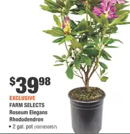 Home Depot FARM SELECTS Roseum Elegans Rhododendron offer