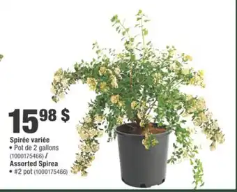 Home Depot Assorted Spirea offer