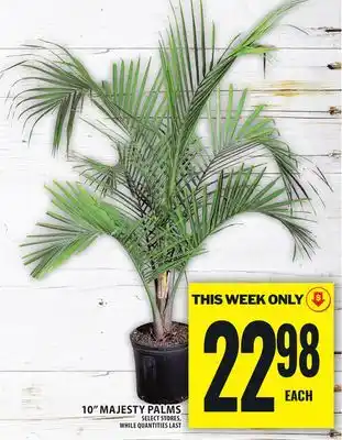 Food Basics 10 MAJESTY PALMS offer