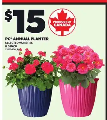 Loblaws PC ANNUAL PLANTER 8.5INCH offer