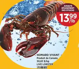 Kim Phat LIVE LOBSTER offer