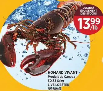 Kim Phat LIVE LOBSTER offer