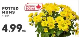 IGA Potted mums offer