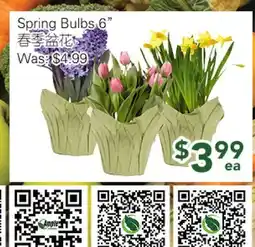 Ample Food Market Spring Bulbs 6 offer