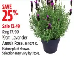 Canadian Tire 19cm Lavender Anouk Rose offer