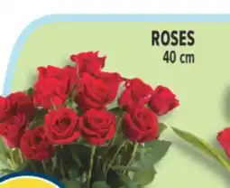 Marché Adonis ROSES offer