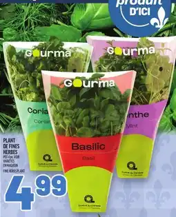 Metro PLANT DE FINES HERBES | FINE HERBS PLANT offer