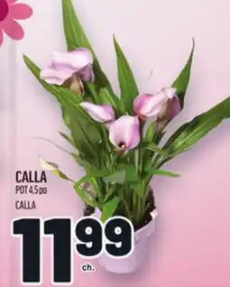 Metro CALLA | CALLA offer