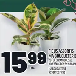 Metro FICUS ASSORTIS MA BOUQUETERIE | MA BOUQUETERIE ASSORTED FICUS offer