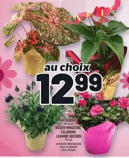 Metro ANTHURIUM | ANTHURIUM offer