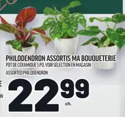 Metro PHILODENDRON ASSORTIS MA BOUQUETERIE | ASSORTED PHILODENDRON offer