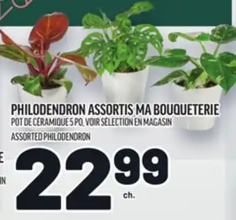 Metro PHILODENDRON ASSORTIS MA BOUQUETERIE | ASSORTED PHILODENDRON offer