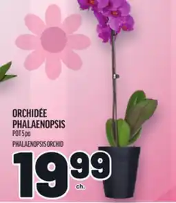 Metro ORCHIDÉE PHALAENOPSIS | PHALAENOPSIS ORCHID offer