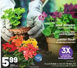 Metro ANNUELLES | ANNUALS offer